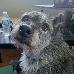 Meet your Posher, Gail